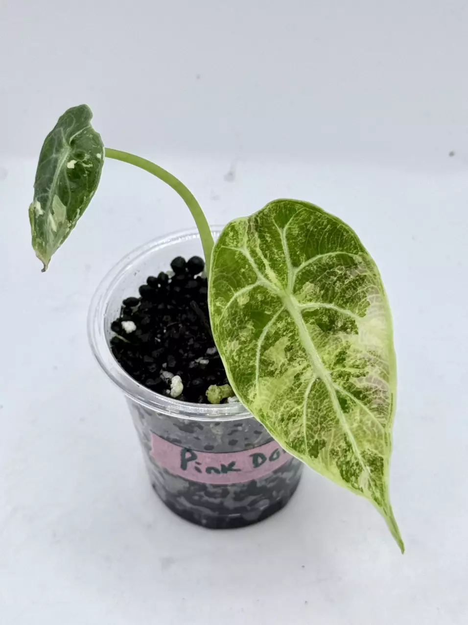 Alocasia Watsoniana Pink Doff thumbnail