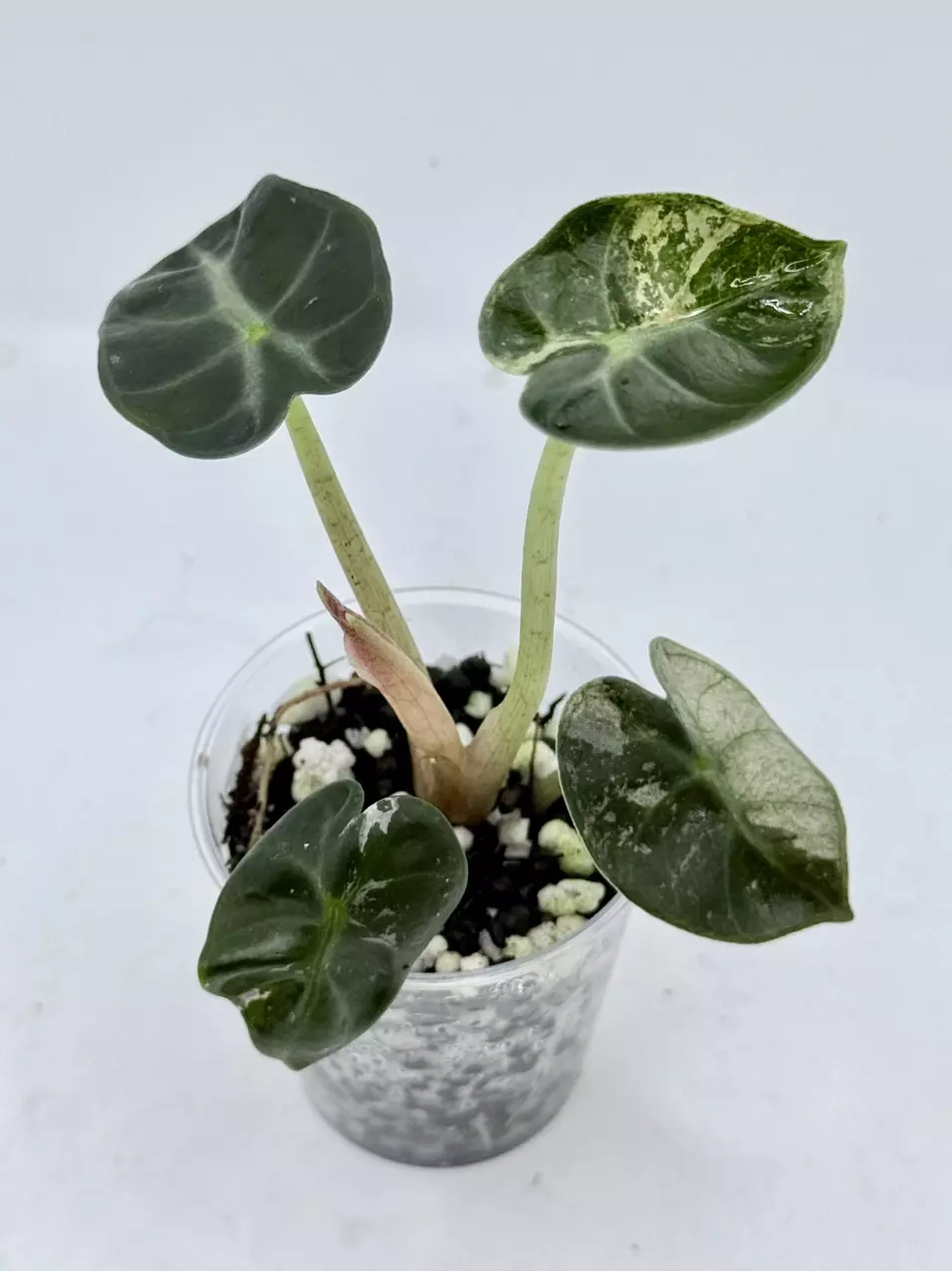 Alocasia Balloon Heart Pink Minty Var thumbnail