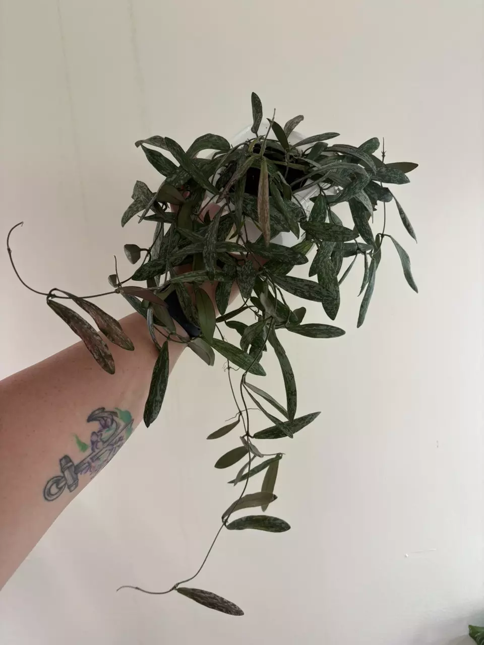 Hoya Sigillatis thumbnail