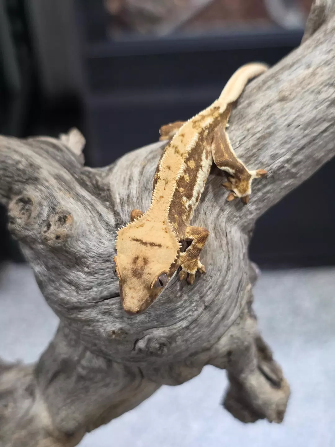 100% Het Axanthic Lilly White thumbnail