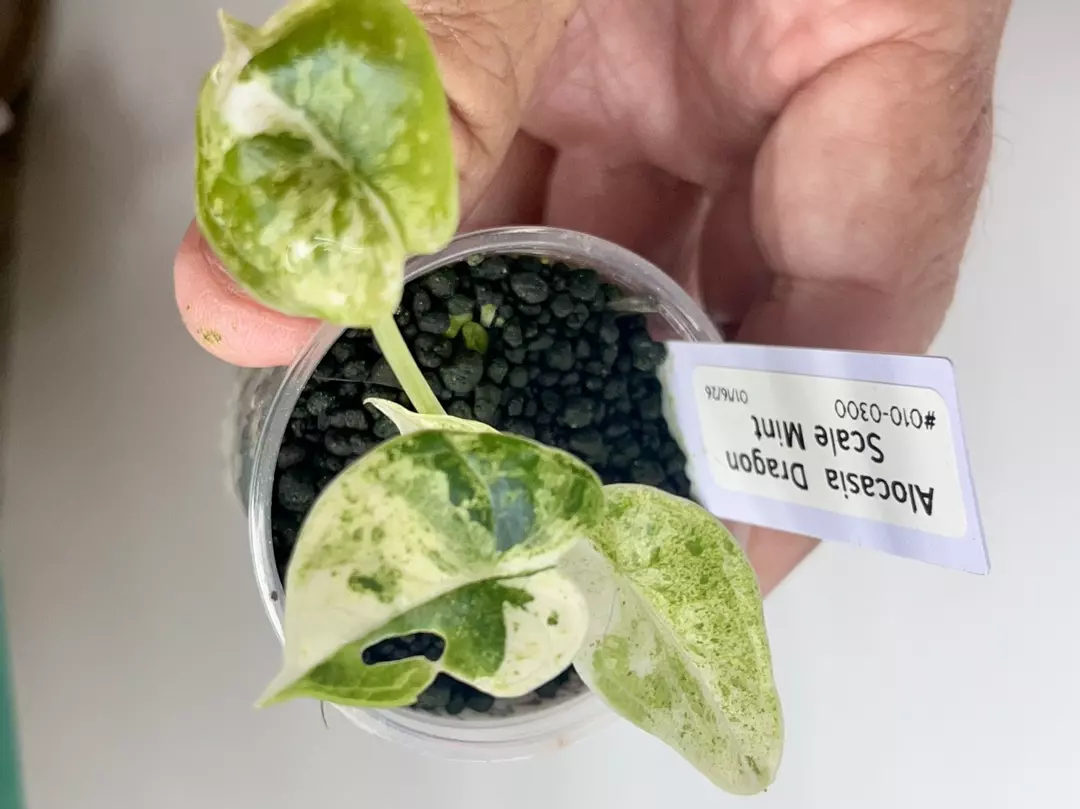 #010-Alocasia Dragon Scale Mint thumbnail