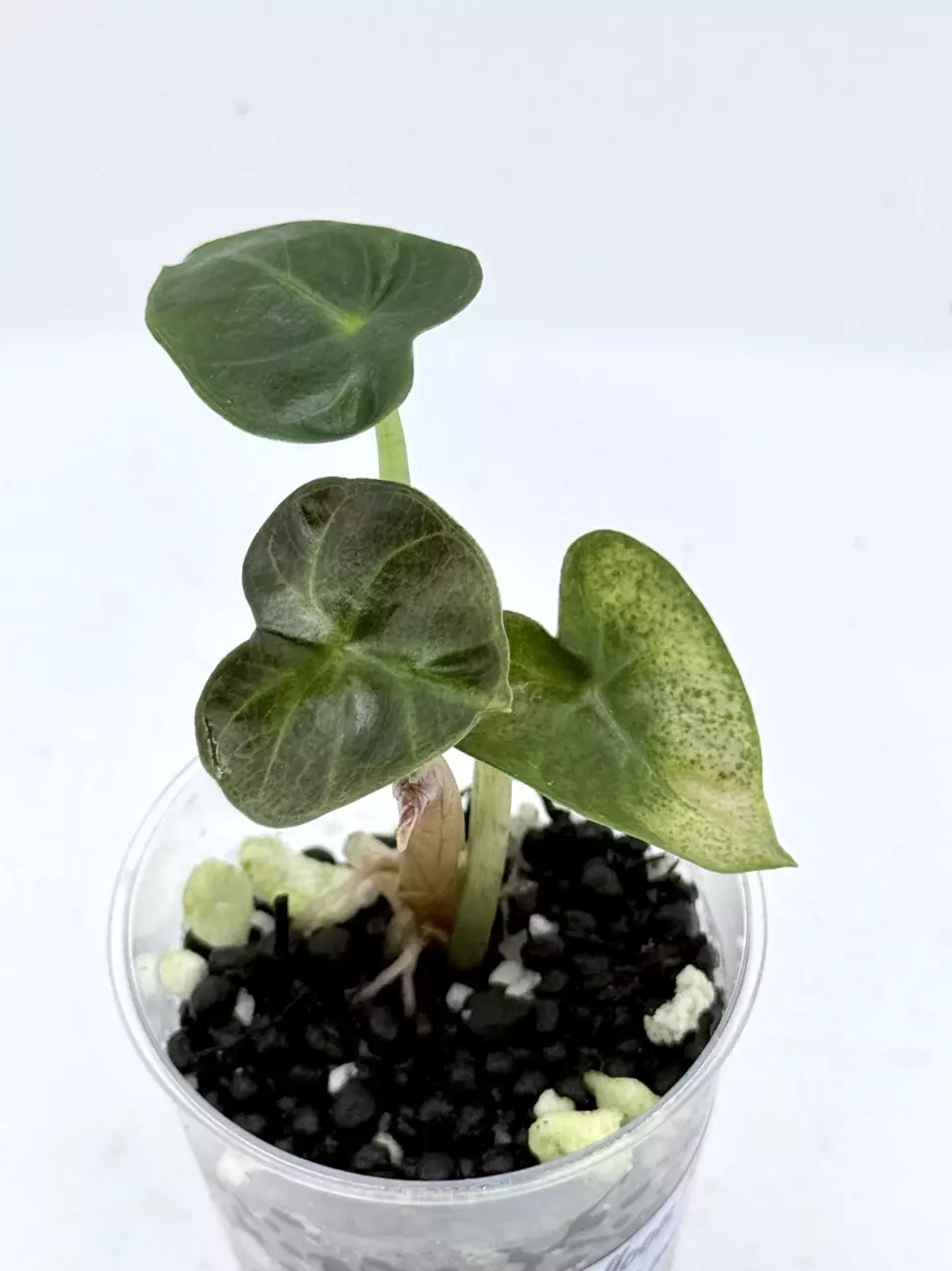 Alocasia Balloon Heart Pink Low Var thumbnail