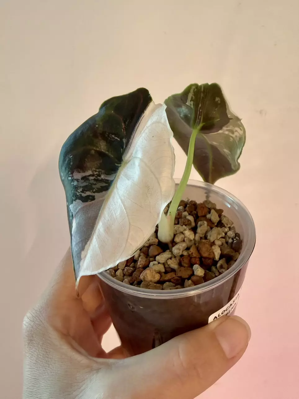 Alocasia Azlanii Pink Albo Pup! 🩷💖🤍🩷💖 thumbnail