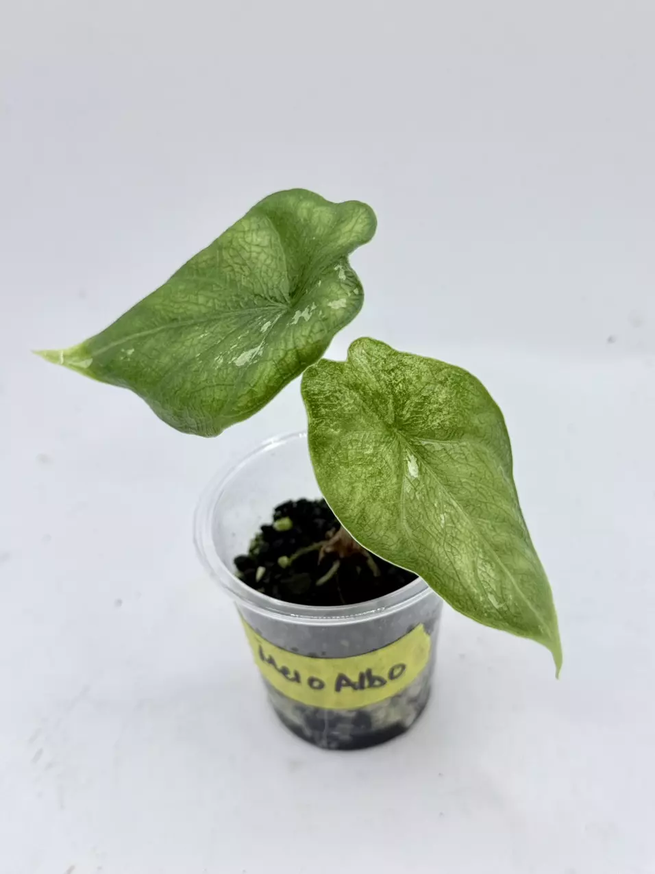 Alocasia Melo Albo low var thumbnail