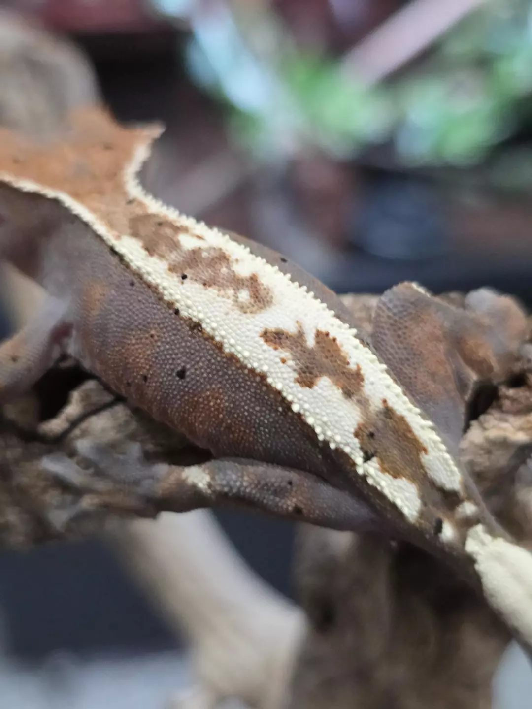 Highway Female thumbnail