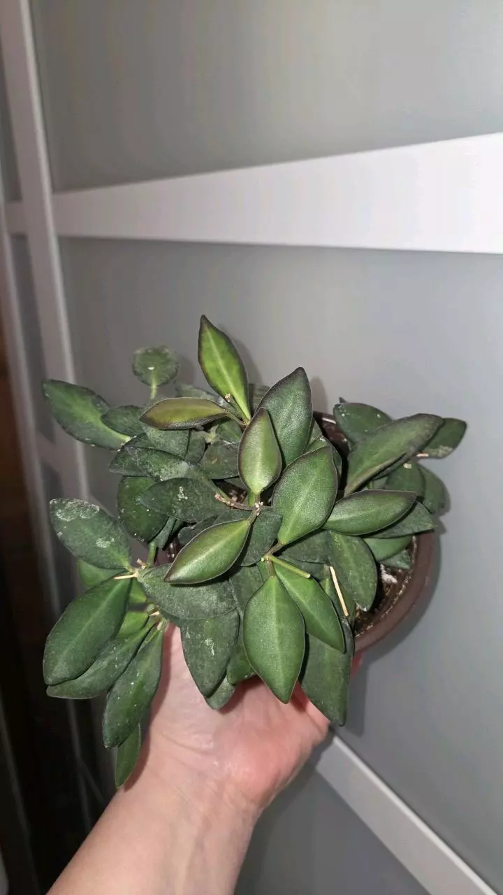 Hoya burtoniae/DS-70 thumbnail