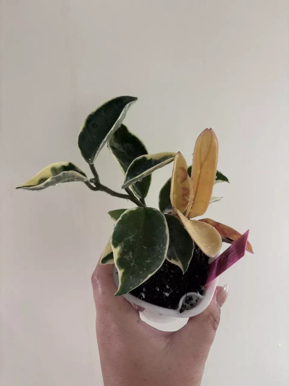 Hoya Chelsea Variegated thumbnail