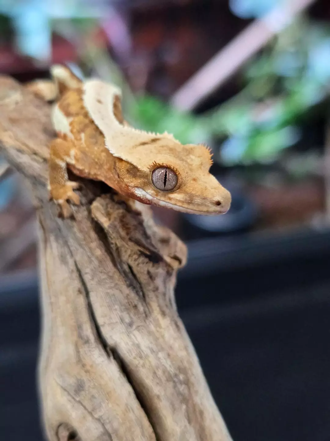 G21 Tiger/Brindle Lilly White thumbnail