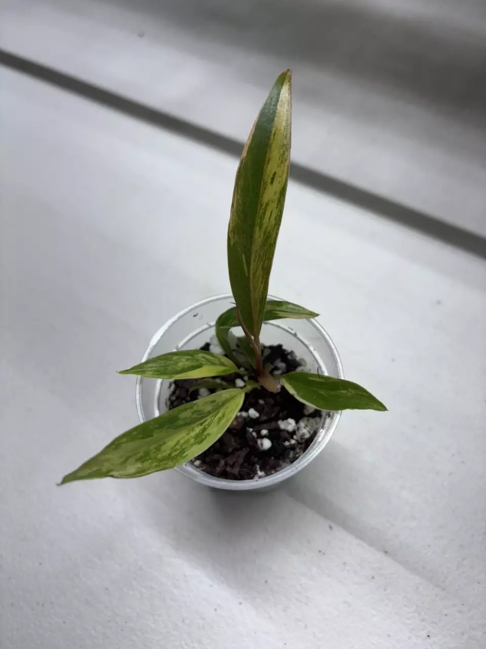 Caramel Marble thumbnail