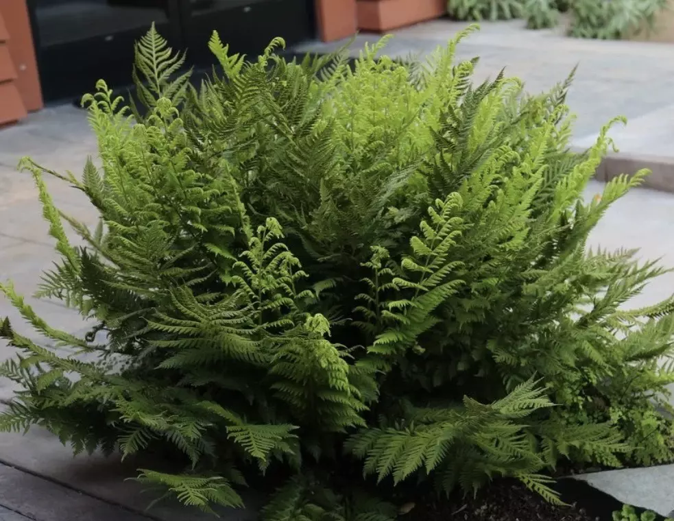 Giant Chain Fern starter plant growers choice thumbnail