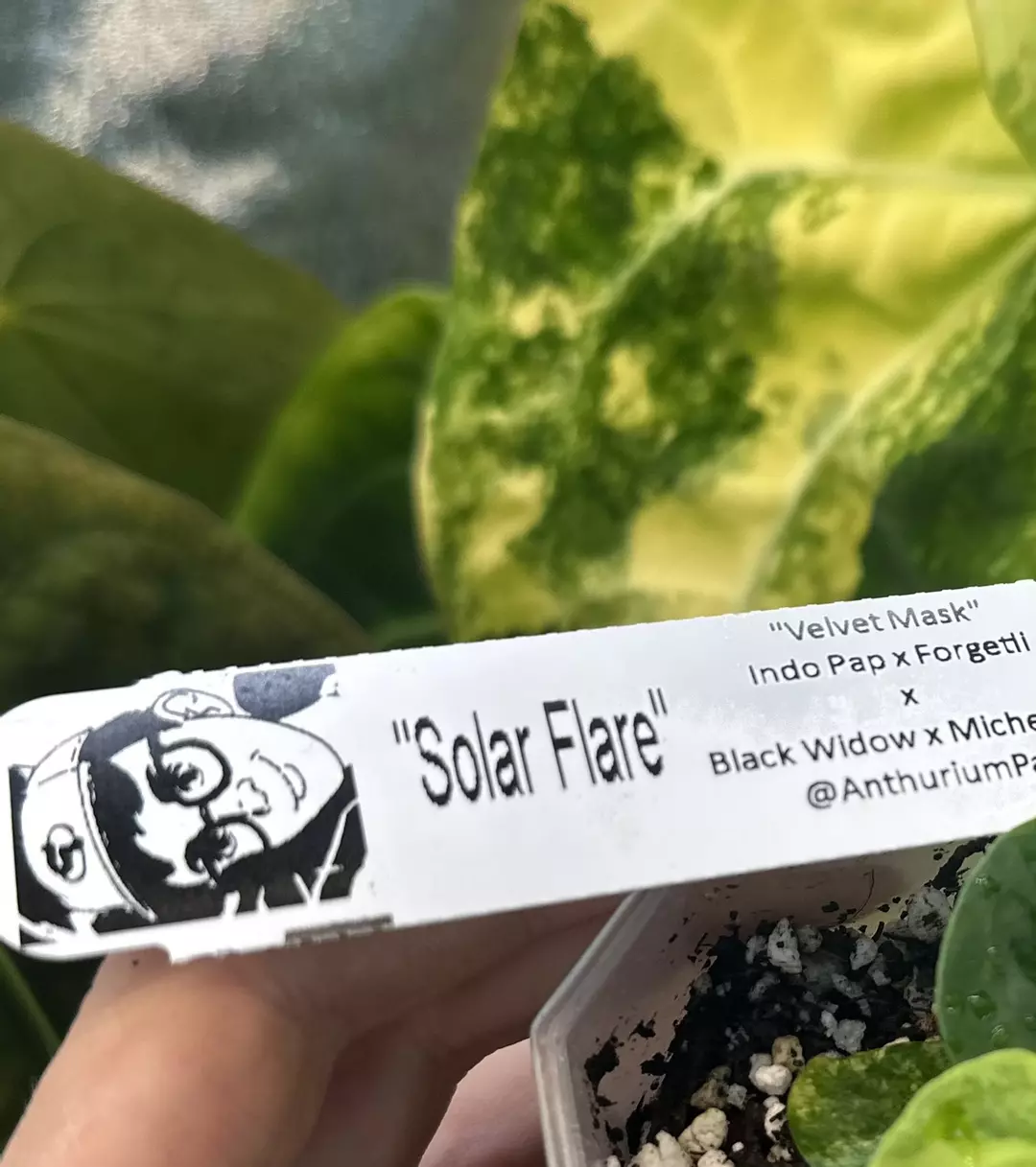 “Solar Flare” Tag add on only thumbnail