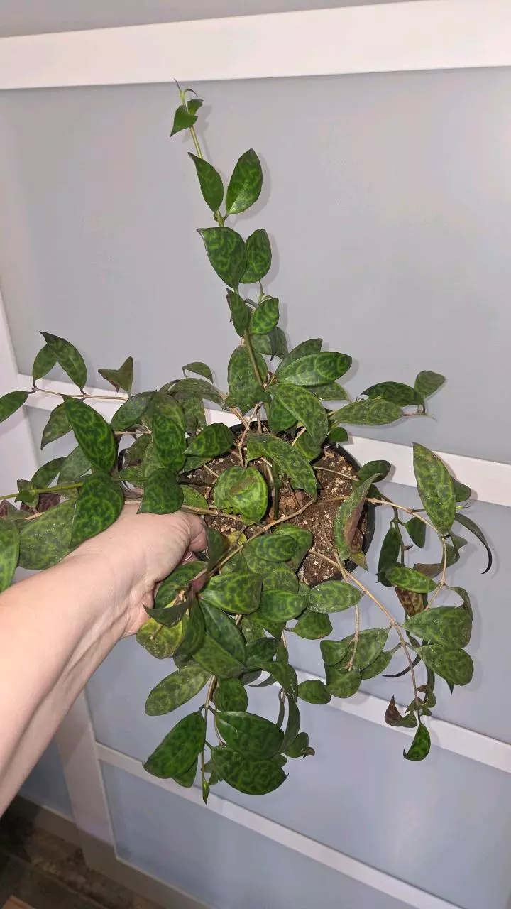 Black Pagoda lipstick thumbnail