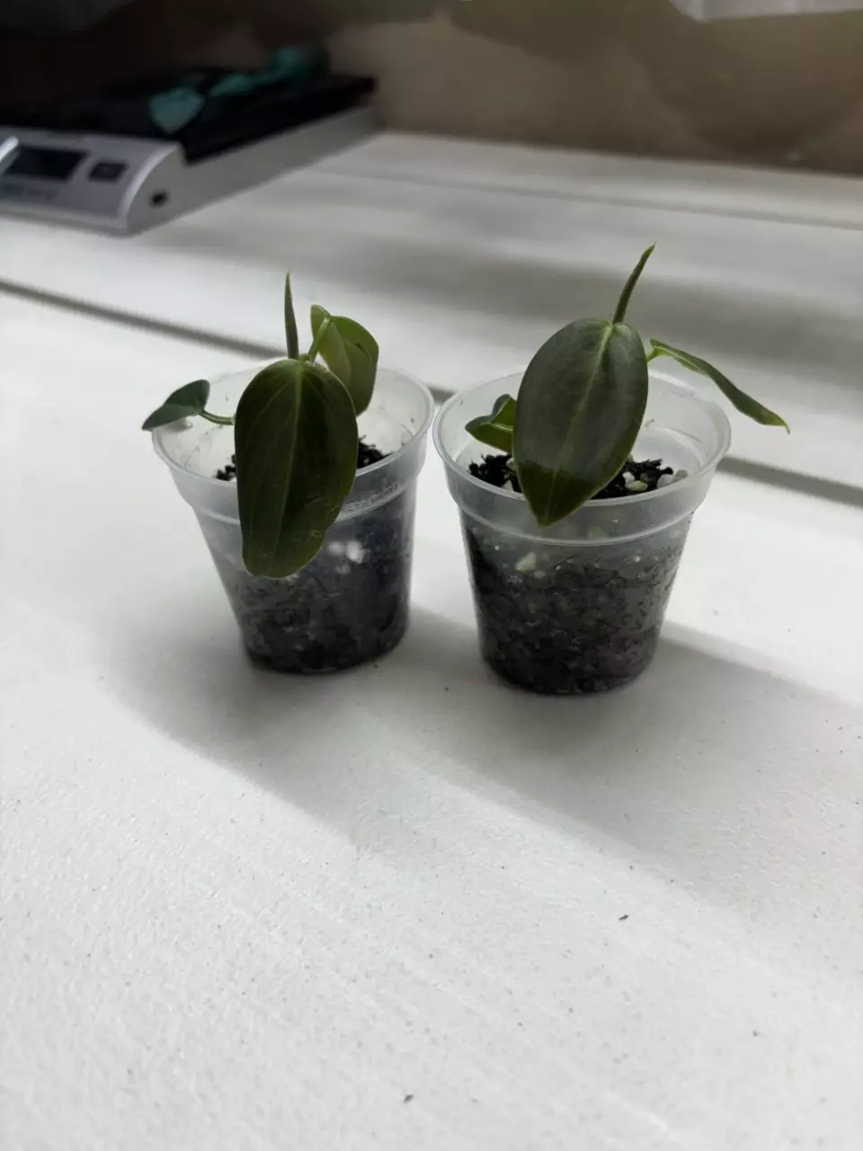 Philodendron Gigas thumbnail