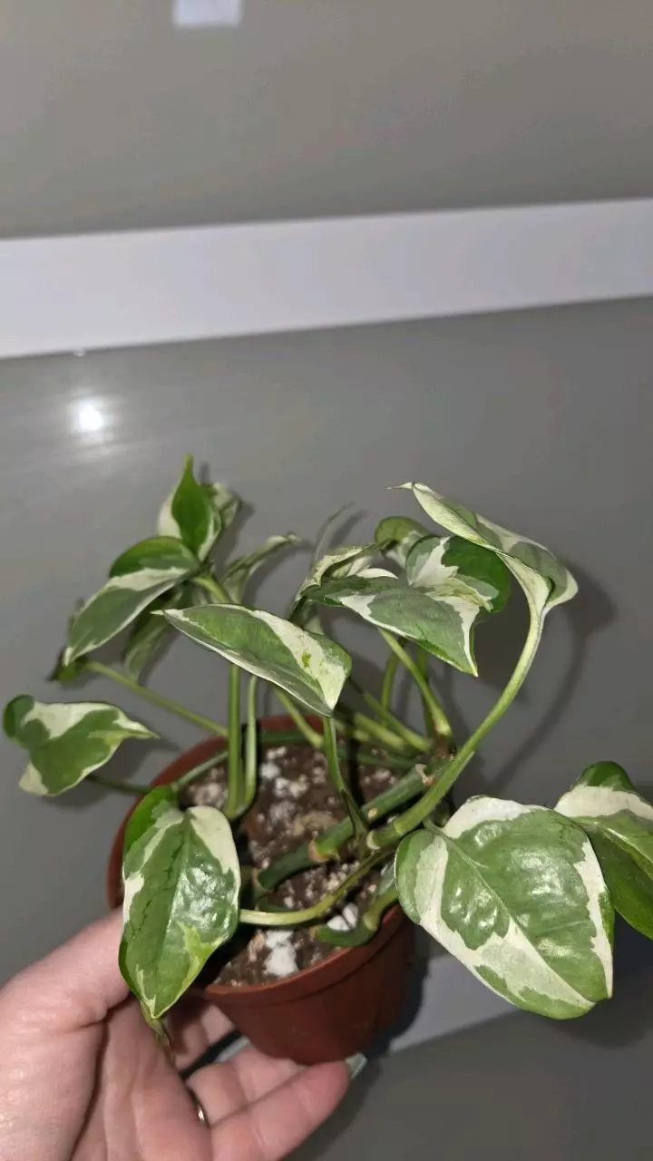 Njoy Pothos thumbnail