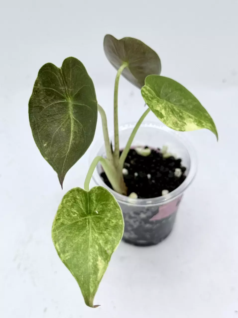 Alocasia Wentii Aurea thumbnail