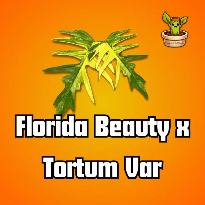 Philodendron Florida Beauty x Tortum Var TC PRE-ORDER thumbnail