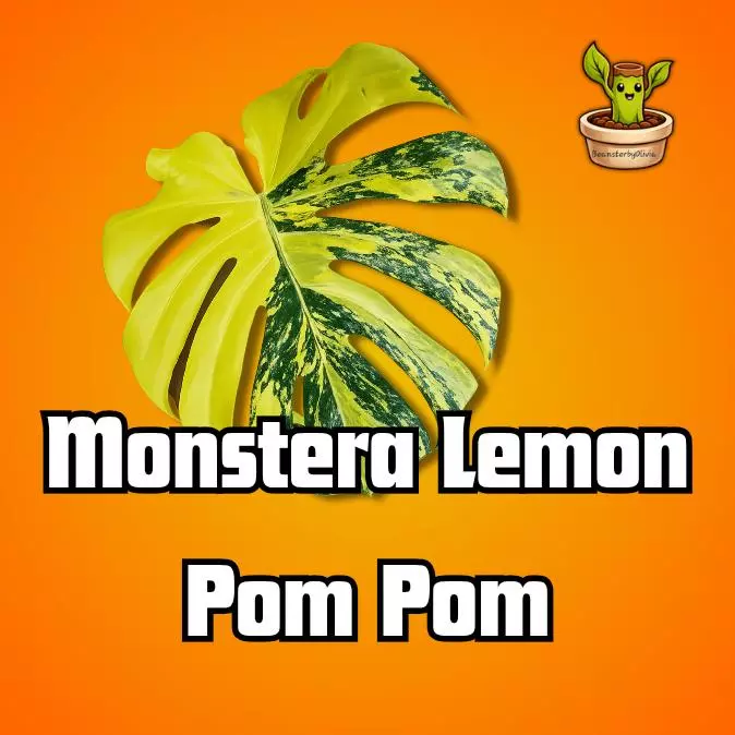 Monstera Lemon Pom Pom TC PRE-ORDER thumbnail