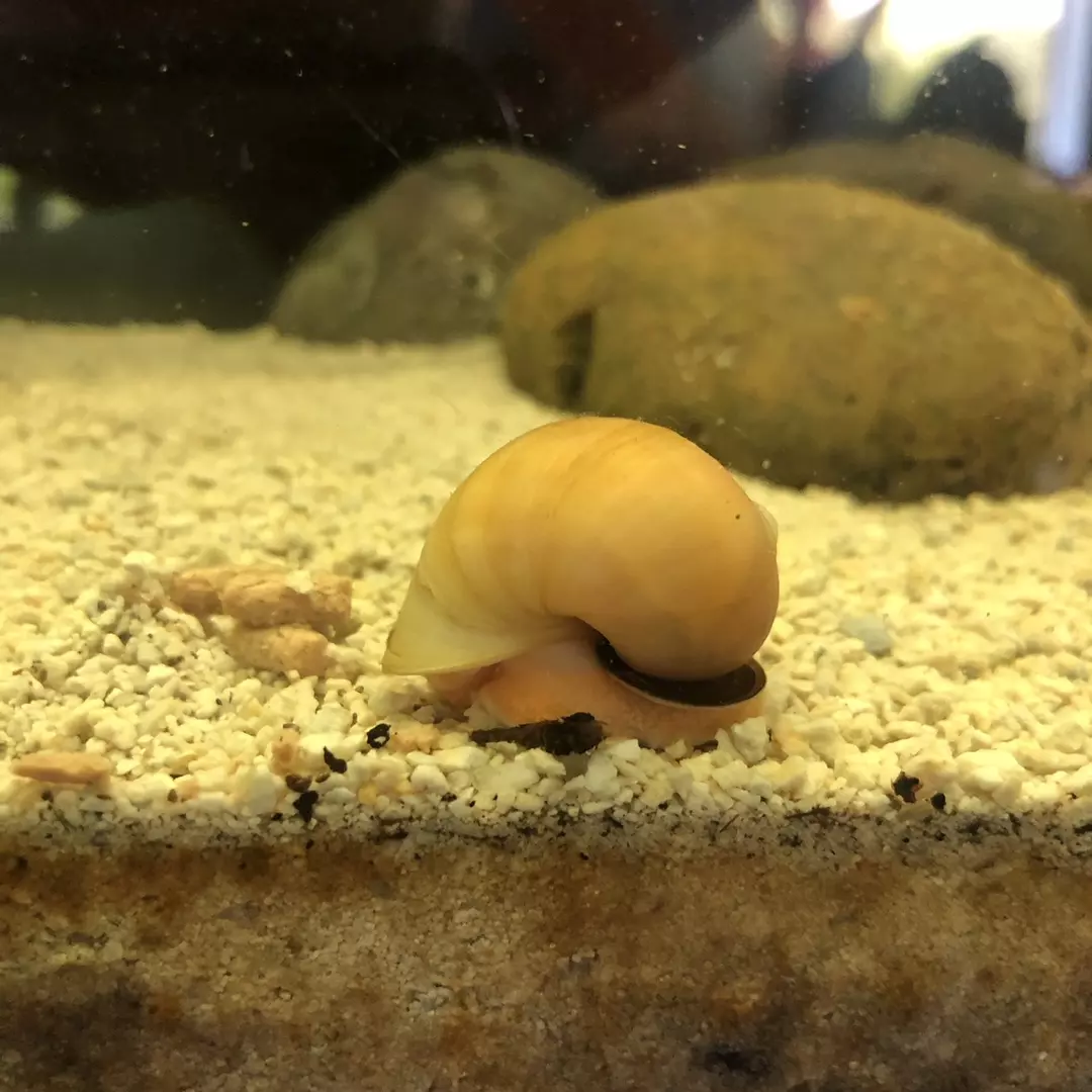 Assorted Mystery Snail thumbnail