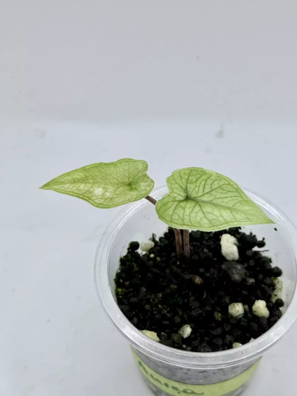 Baby Jacklyn Aurea Alo from corm thumbnail