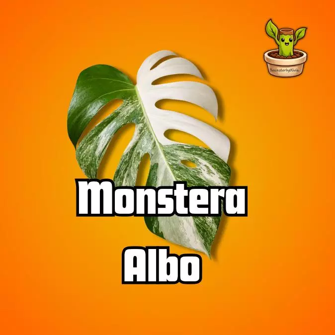 Monstera Albo TC PRE-ORDER thumbnail
