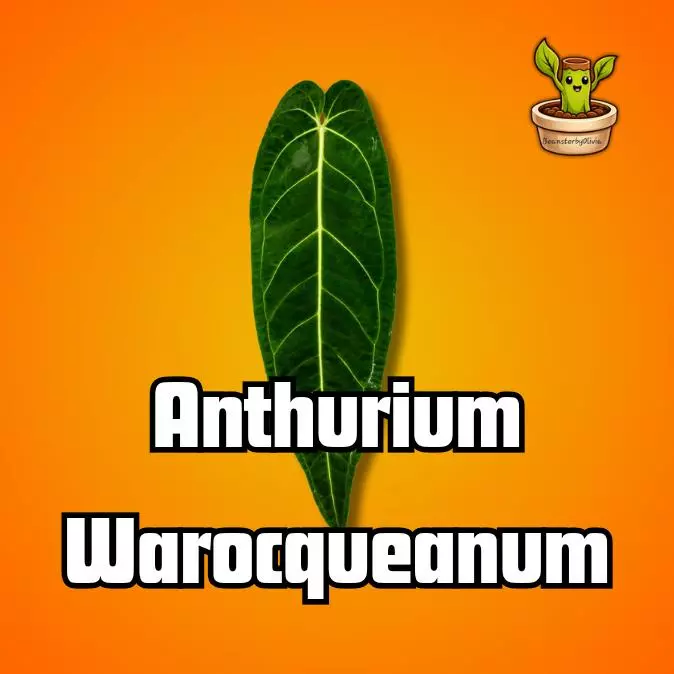 Anthurium Warocqueanum TC PRE-ORDER thumbnail