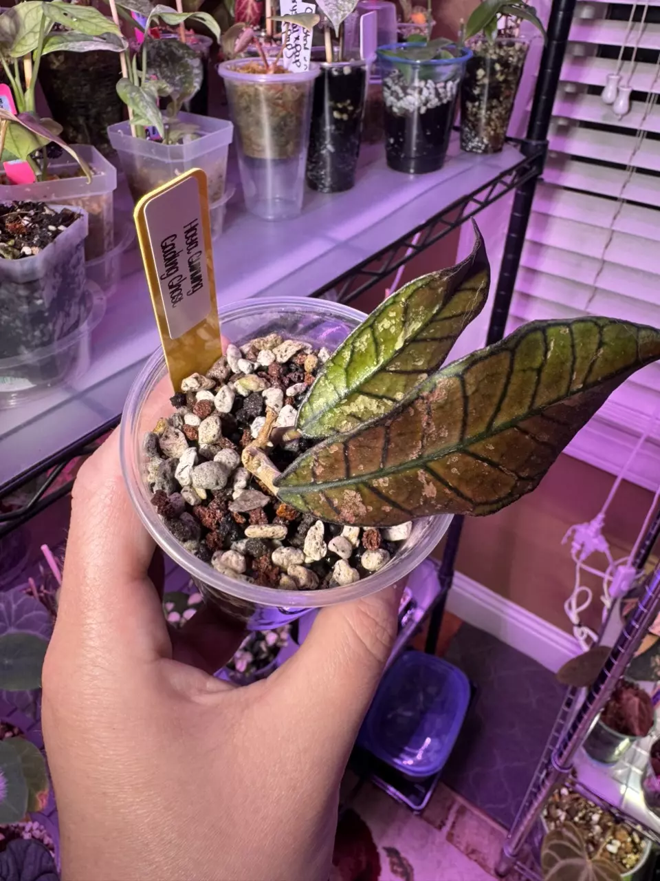 Hoya Gadung Gading Ghost 504 thumbnail