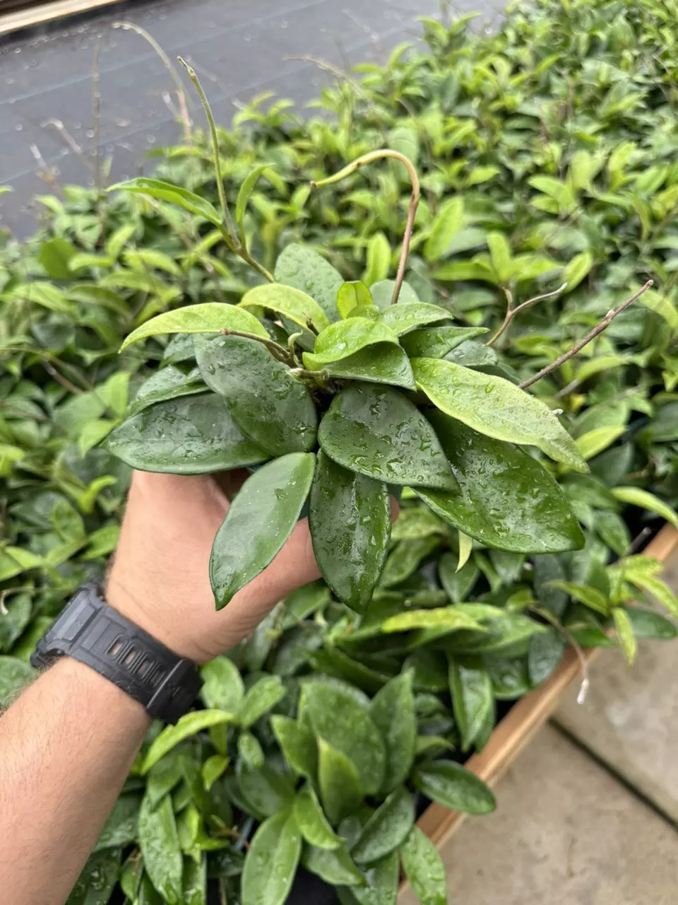 4” Hoya Carnosa GC thumbnail
