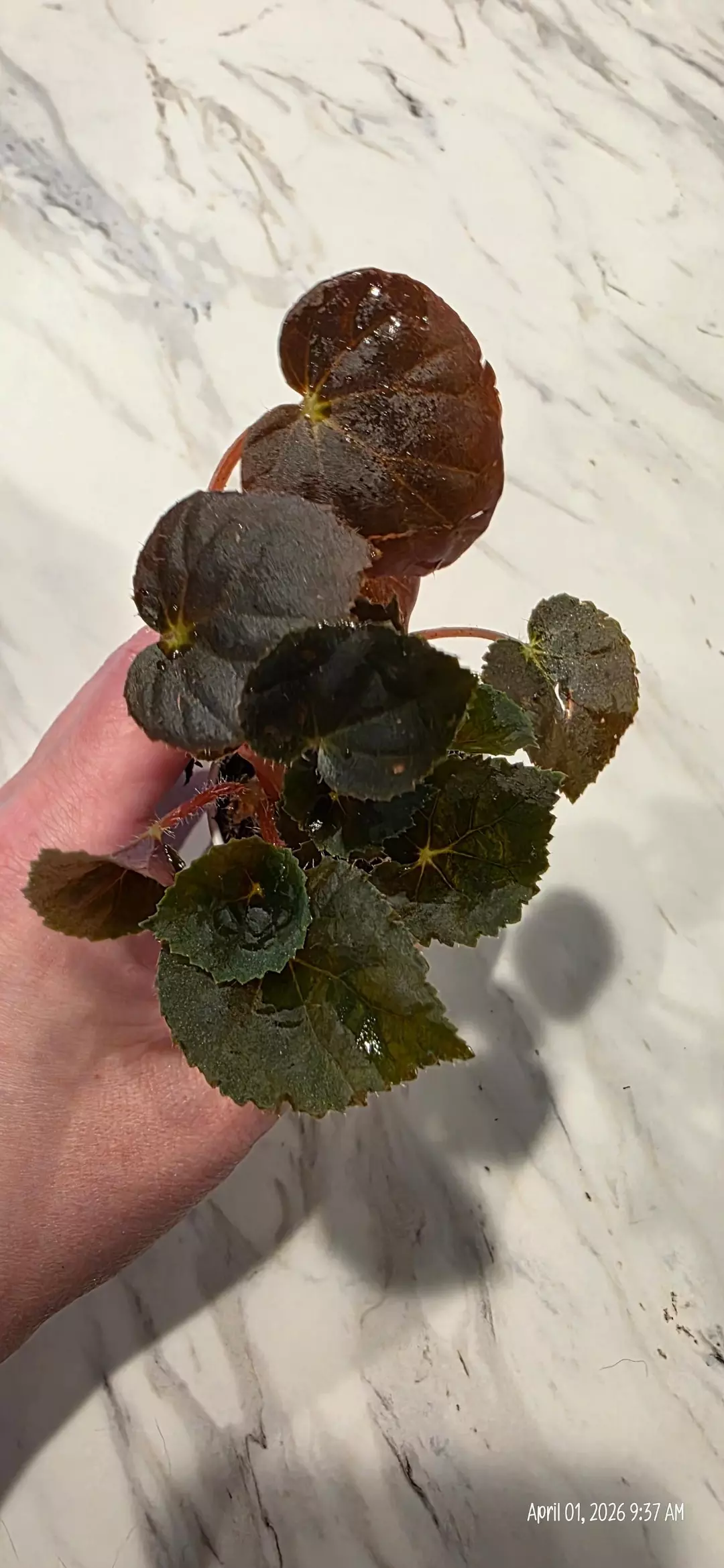 NoID TERRARIUM Begonia #1 thumbnail