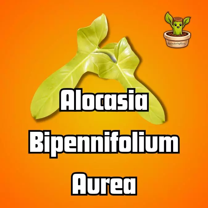 Alocasia Bipennifolium Aurea TC PRE-ORDER thumbnail