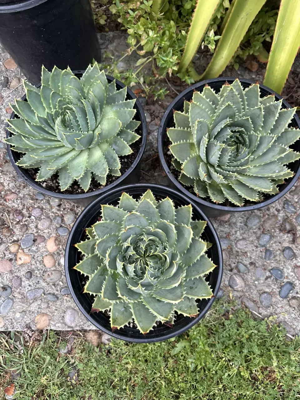 Aloe polyphylla (seed grown) thumbnail