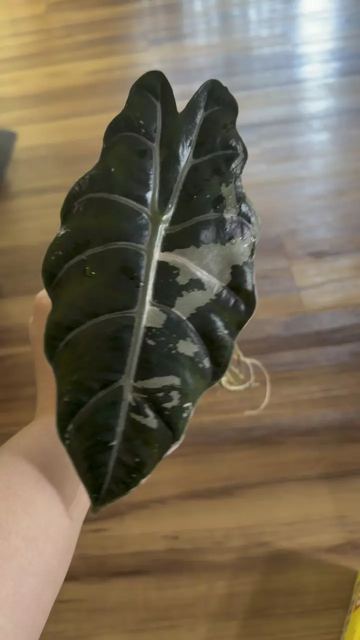 Alocasia Chantrieri Pink thumbnail