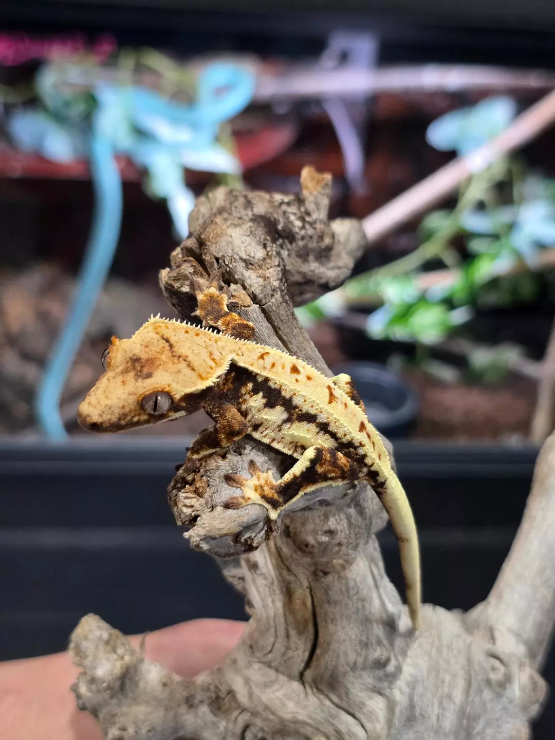 G15 Frappuccino  Drippy thumbnail