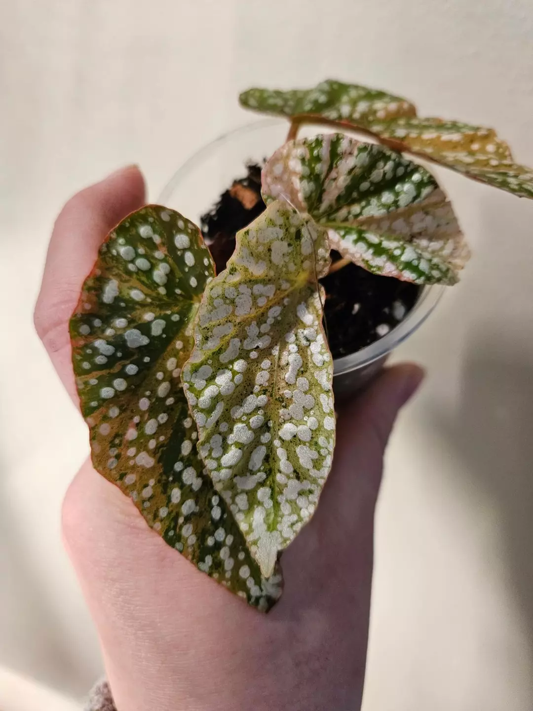 Begonia snow cap verigated thumbnail