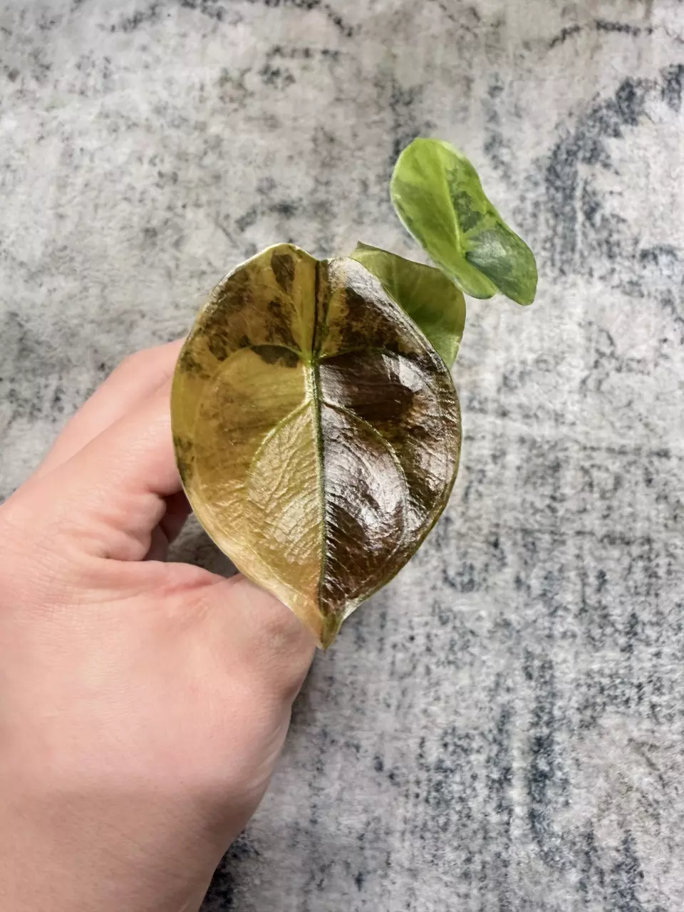 Alocasia Cuprea Latte thumbnail