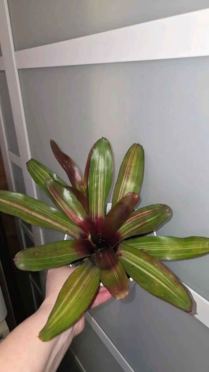 Neoregelia Bromelied thumbnail
