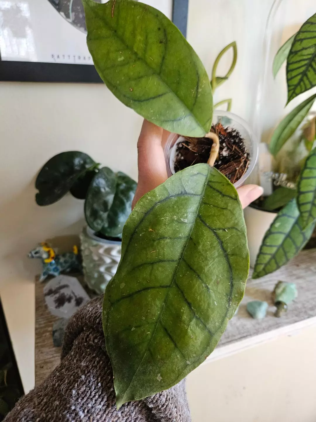 Callistophyla Giant thumbnail