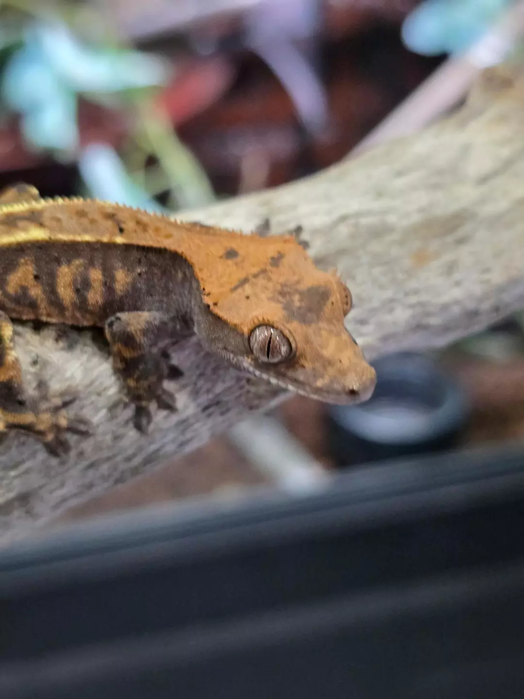 G16 Cappuccino High Color thumbnail