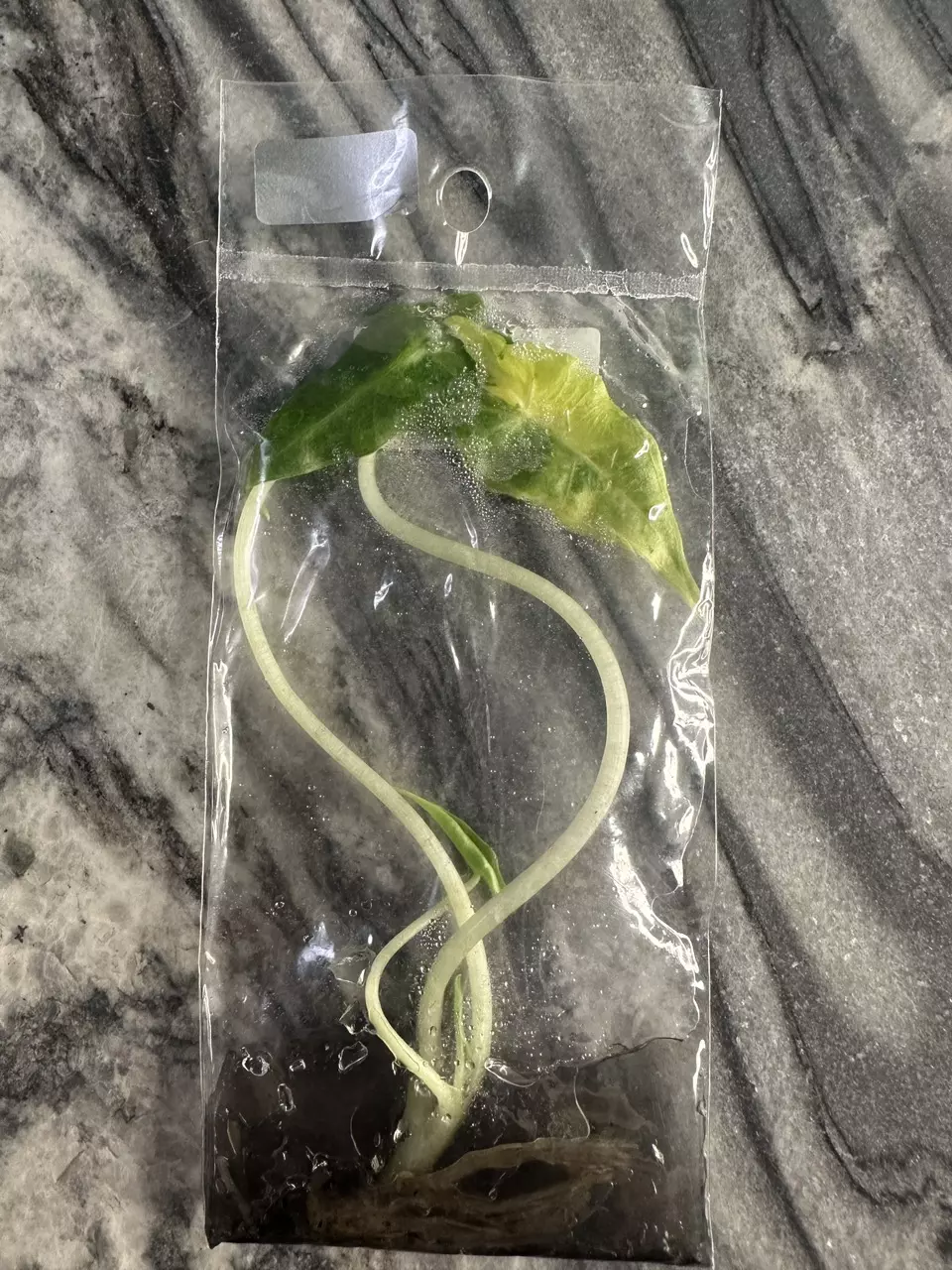 Sarian Var. Alocasia TC thumbnail