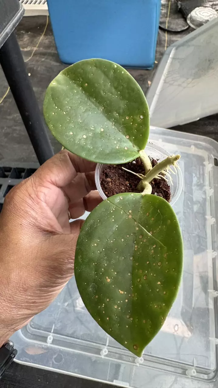 Subquintuplinervis thumbnail