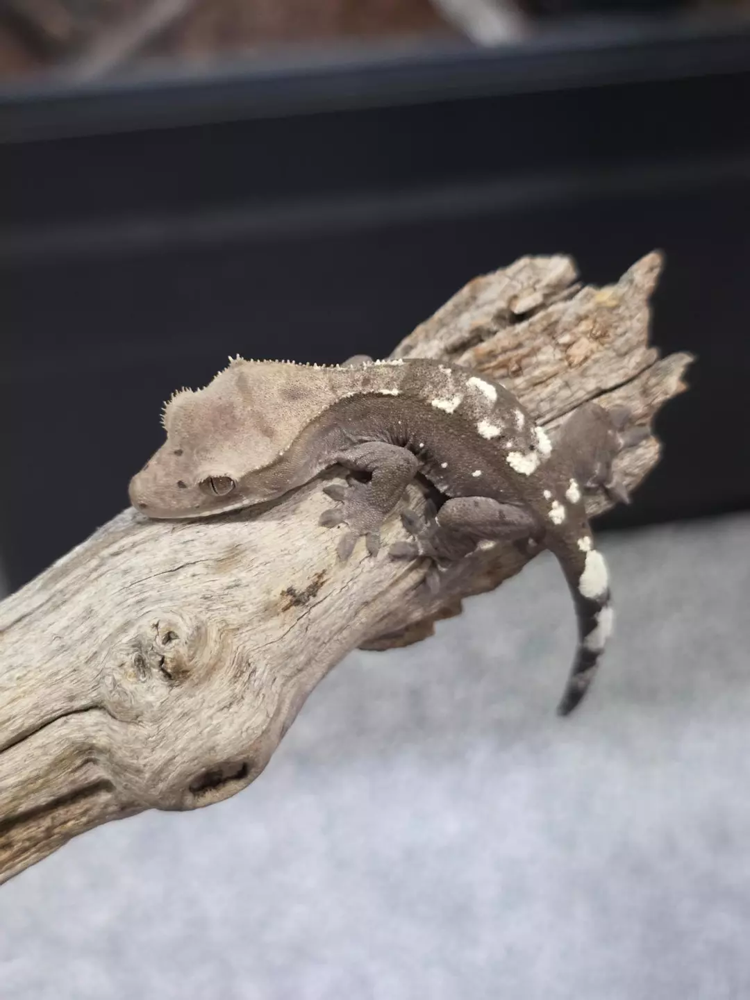 Hypo Axanthic Harlequin pos het paradox thumbnail
