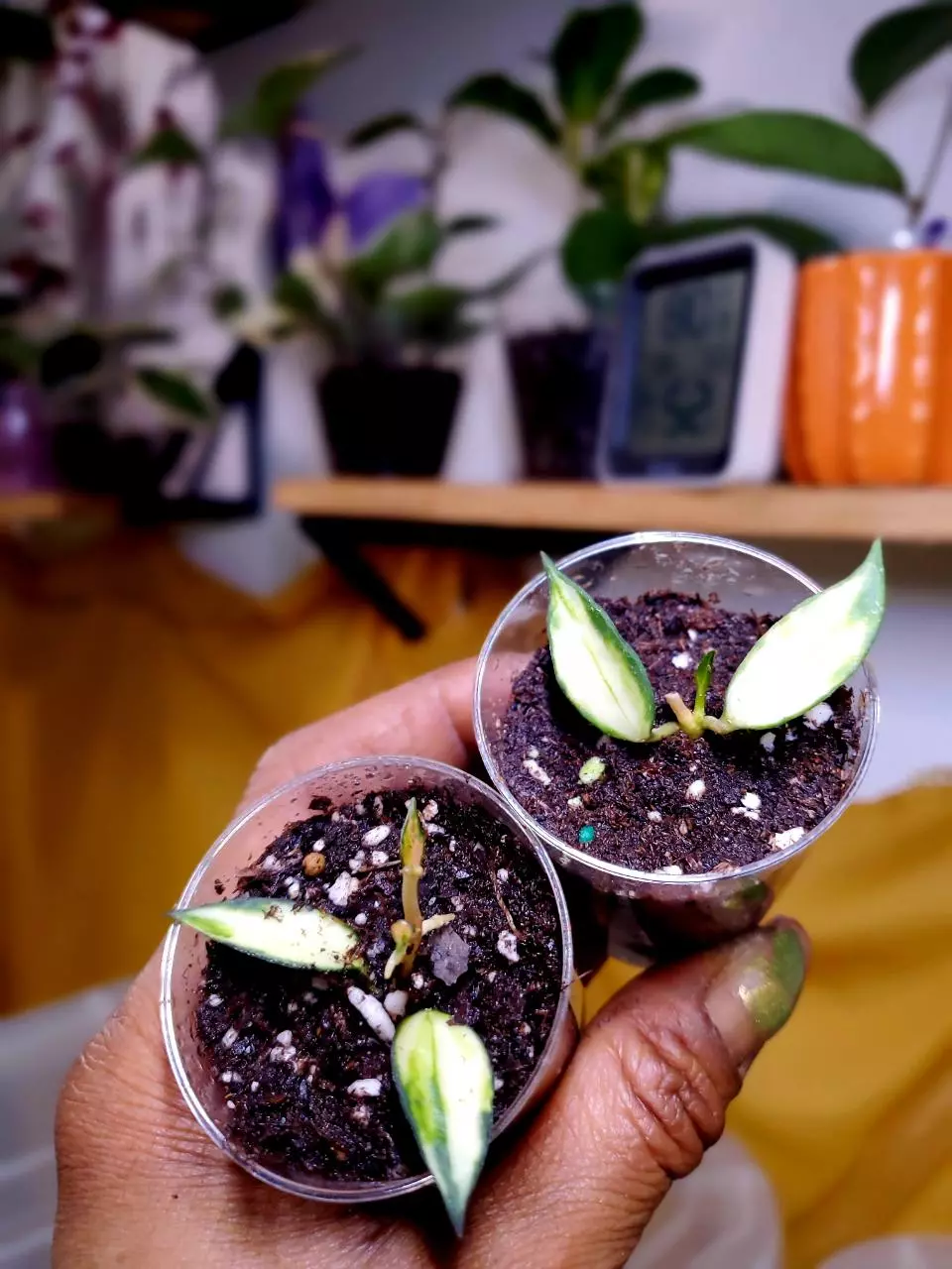 Hoya Lacunosa Variegated 🌱✨️🦄 Rooted Cuttings - GROWER'S CHOICE‼️ thumbnail