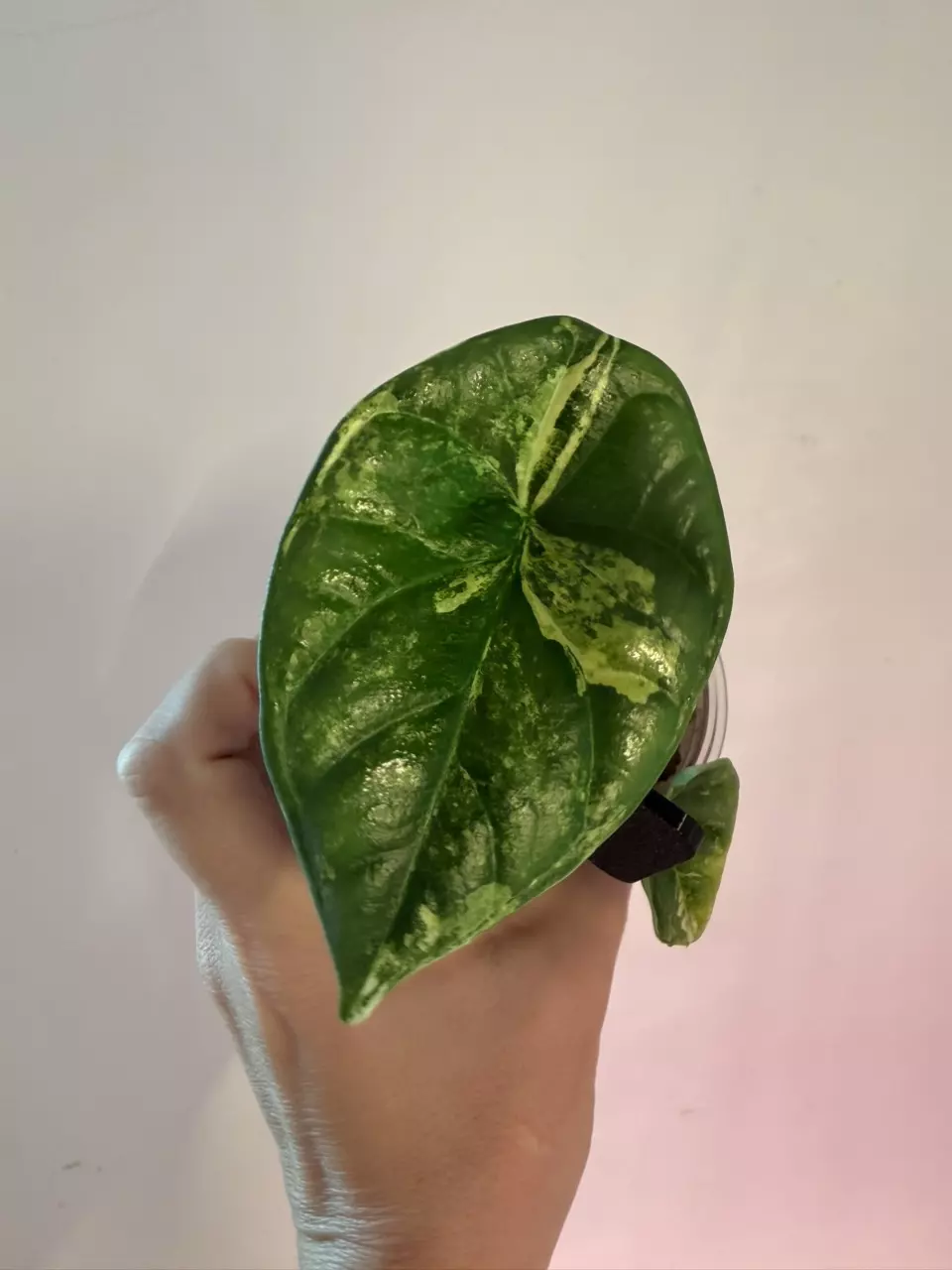 Alocasia Sinuata Aurea Pup! 💚💛💚 thumbnail