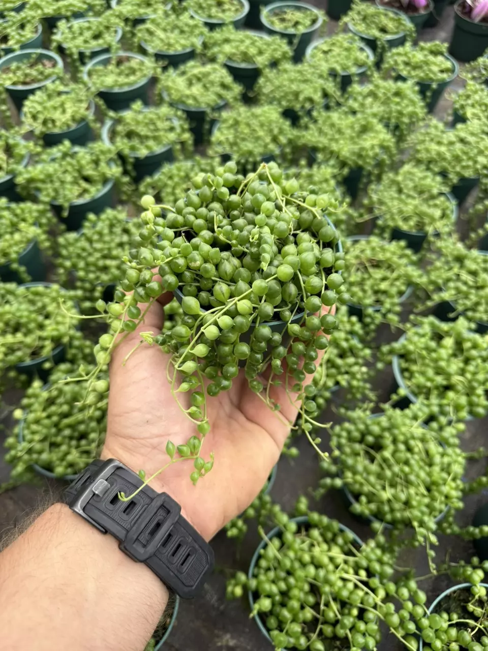 4” String of Pearls GC thumbnail