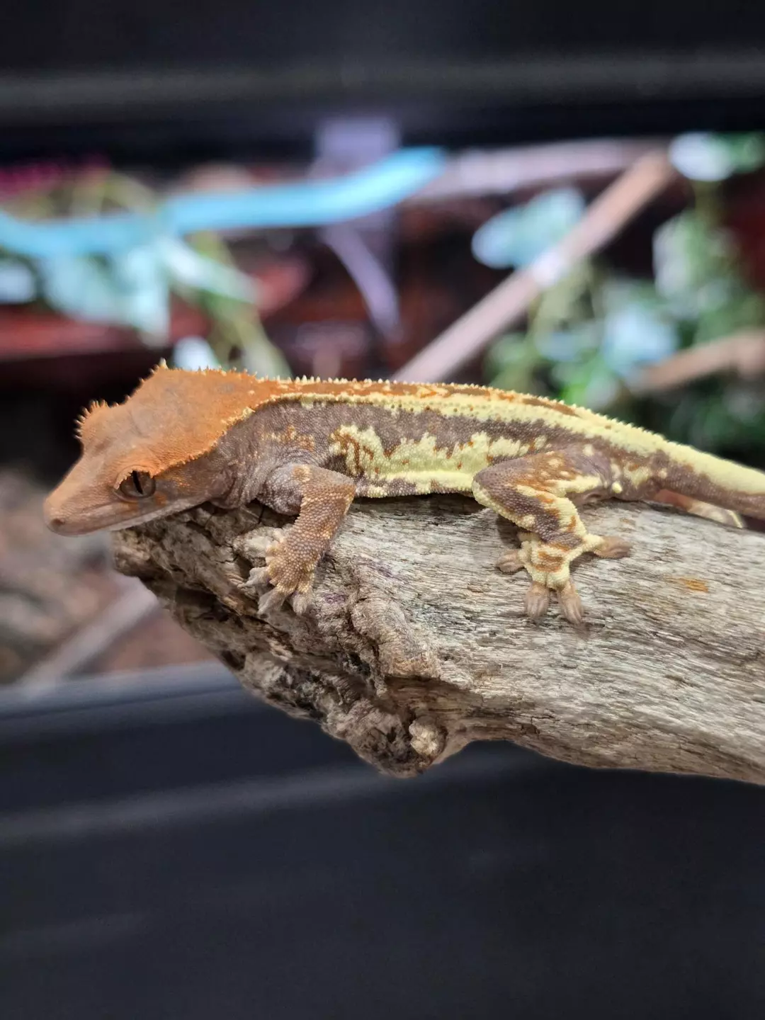 G11 Frappuccino Female thumbnail