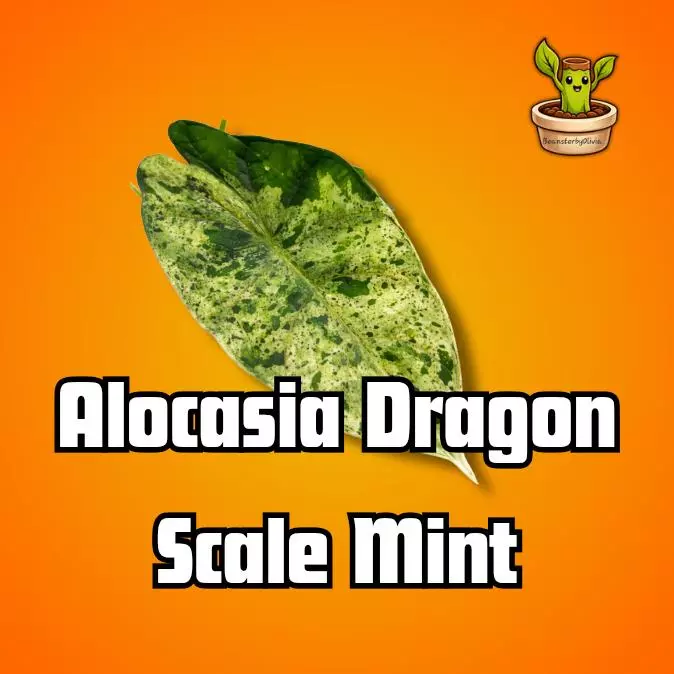 Dragon Scale Mint TC PRE-ORDER thumbnail
