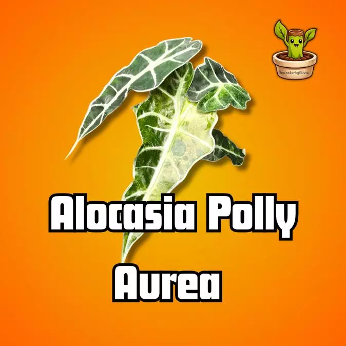 Alocasia Polly Aurea TC PRE-ORDER thumbnail