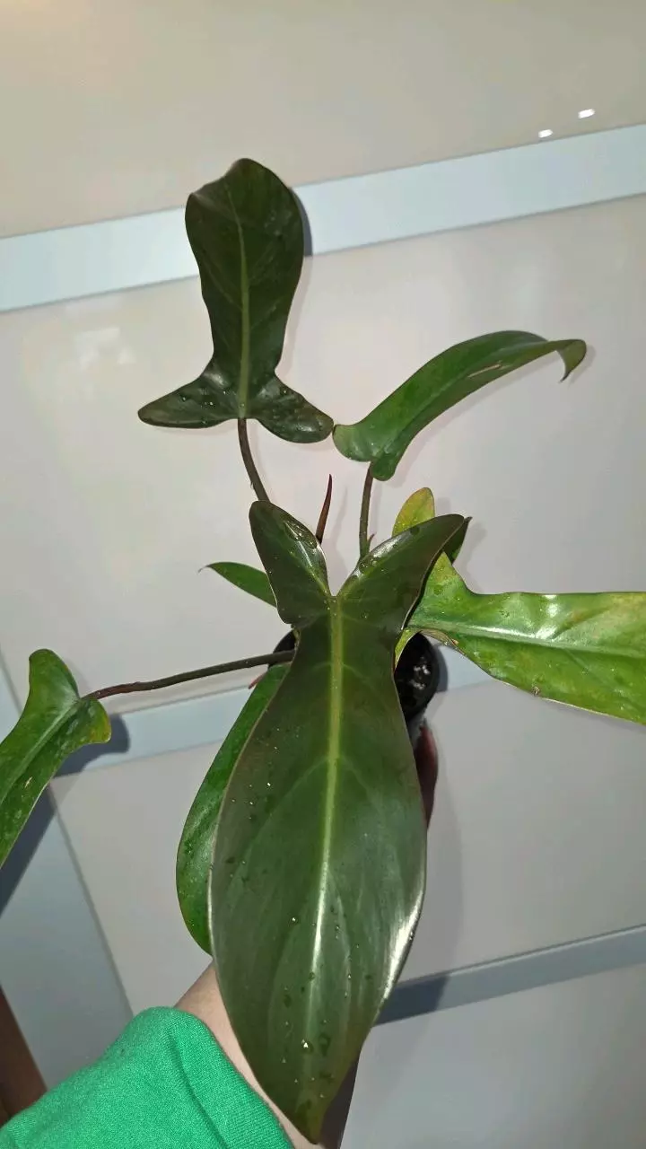 Philodendron Florida bronze thumbnail