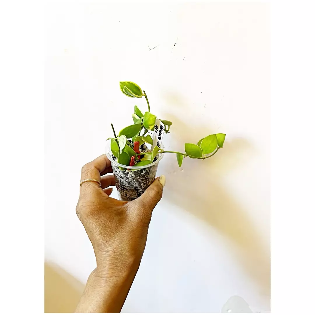 🎋Hoya Heuschkeliana Albo *unrooted cuttings* thumbnail