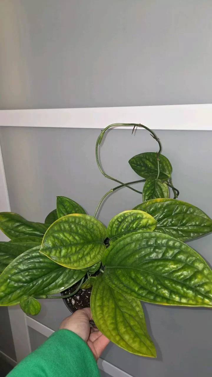 Monstera peru thumbnail