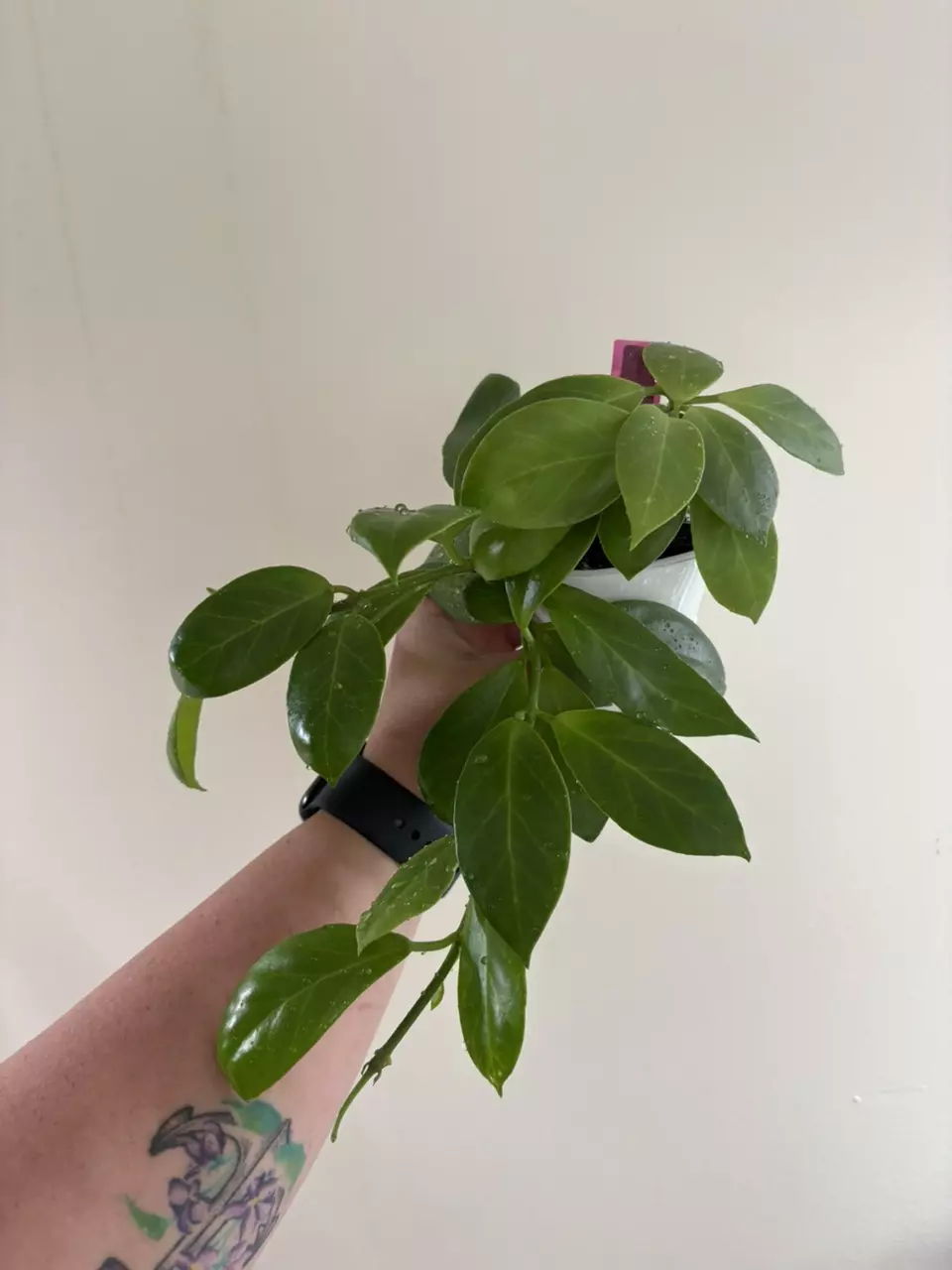 Hoya Obscura thumbnail